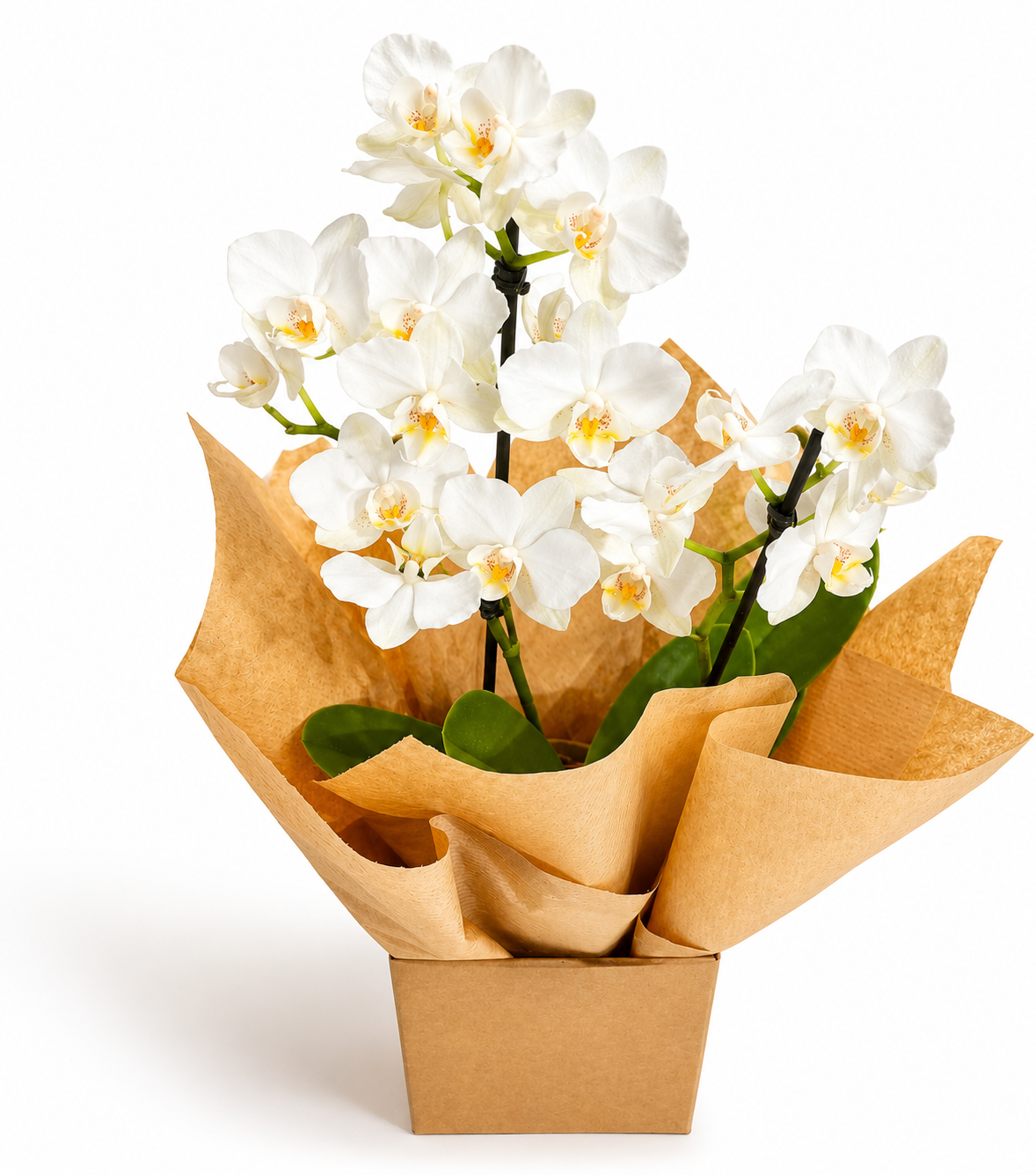 Mini Orquídea