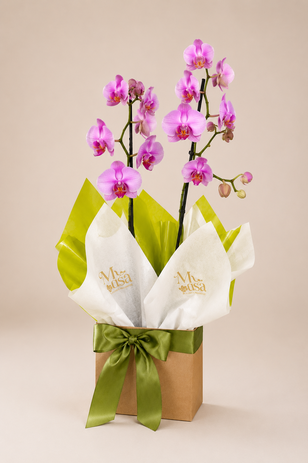 Orquídea Phalenopsis em Cachepô Kraft