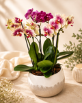 Vaso de cerâmica com Mini Orquídeas