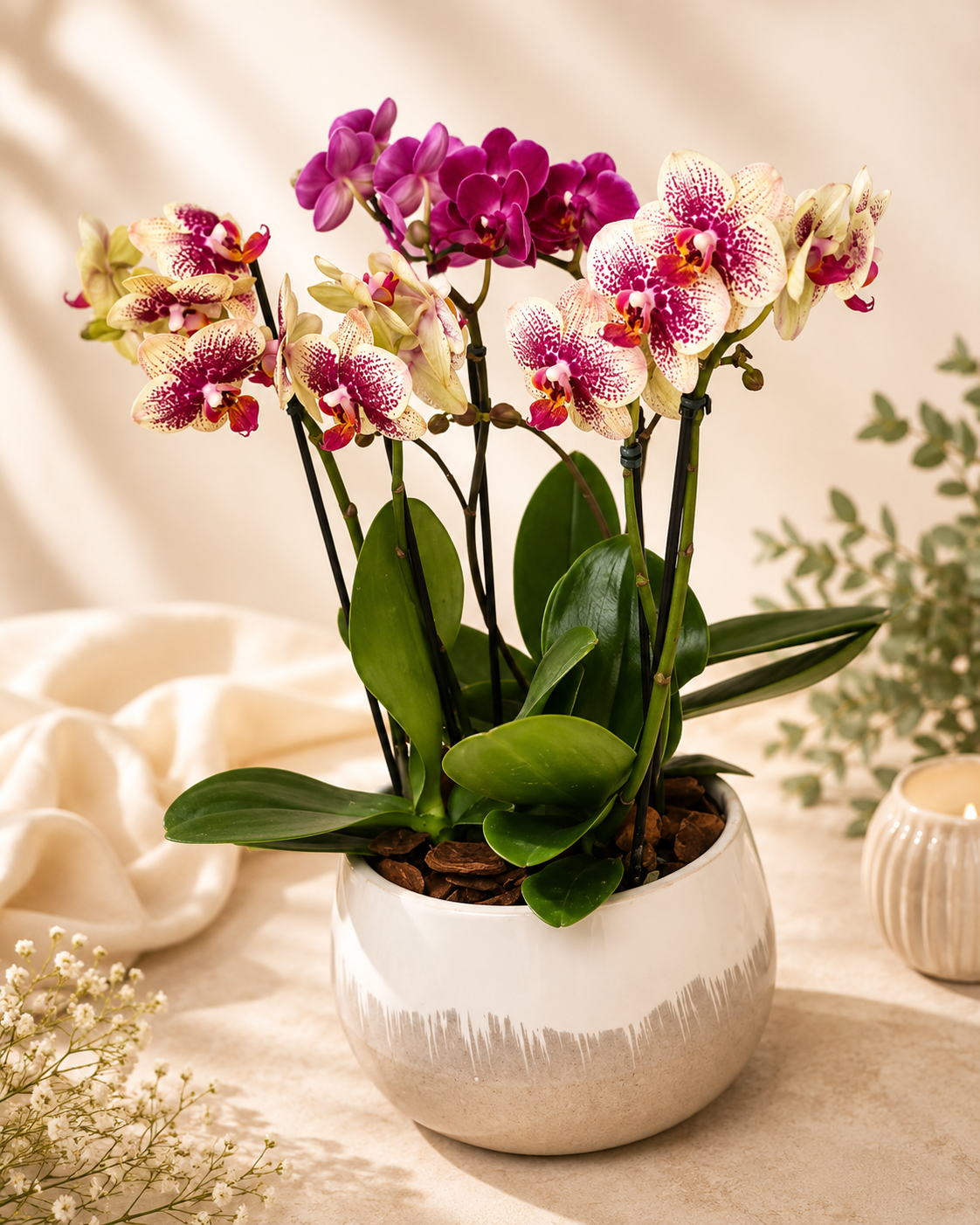 Vaso de cerâmica com Mini Orquídeas