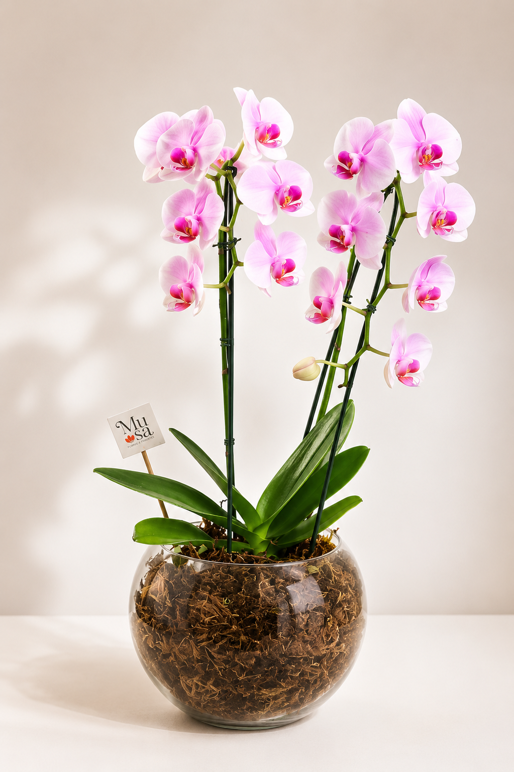 Orquídea Phalenopsis em Vaso de Vidro